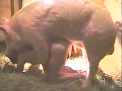 A pig in bestiality porn